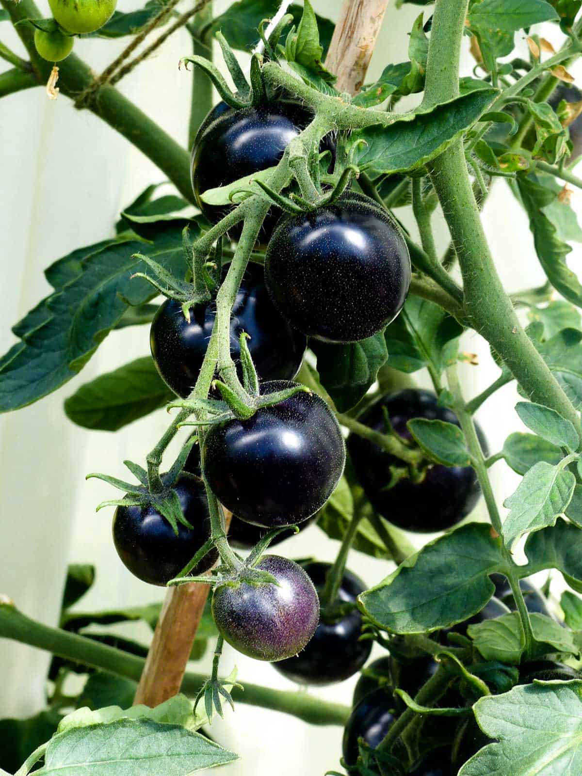 A bunch of black tomatoes growing on the vine.