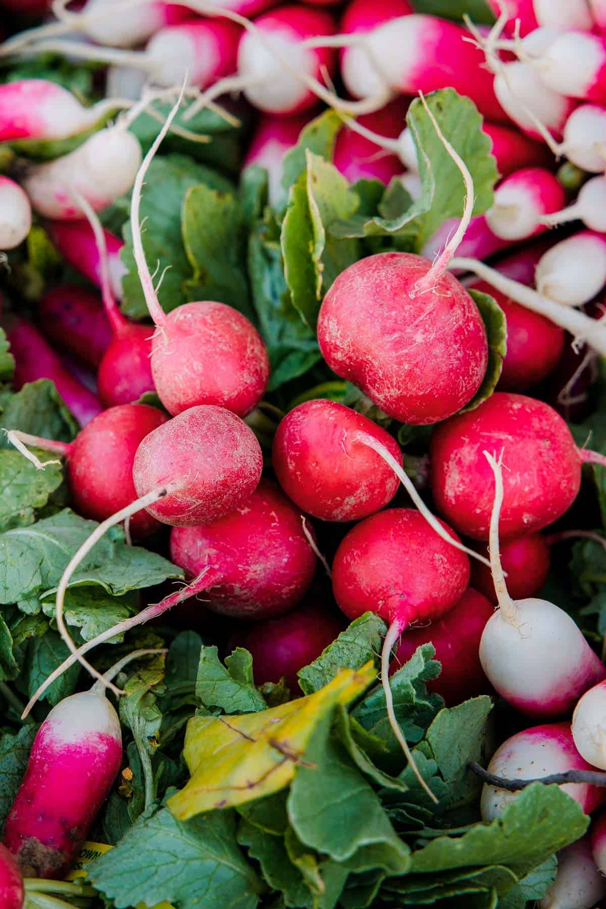 A bunch of pink radish and french breakfast radish.