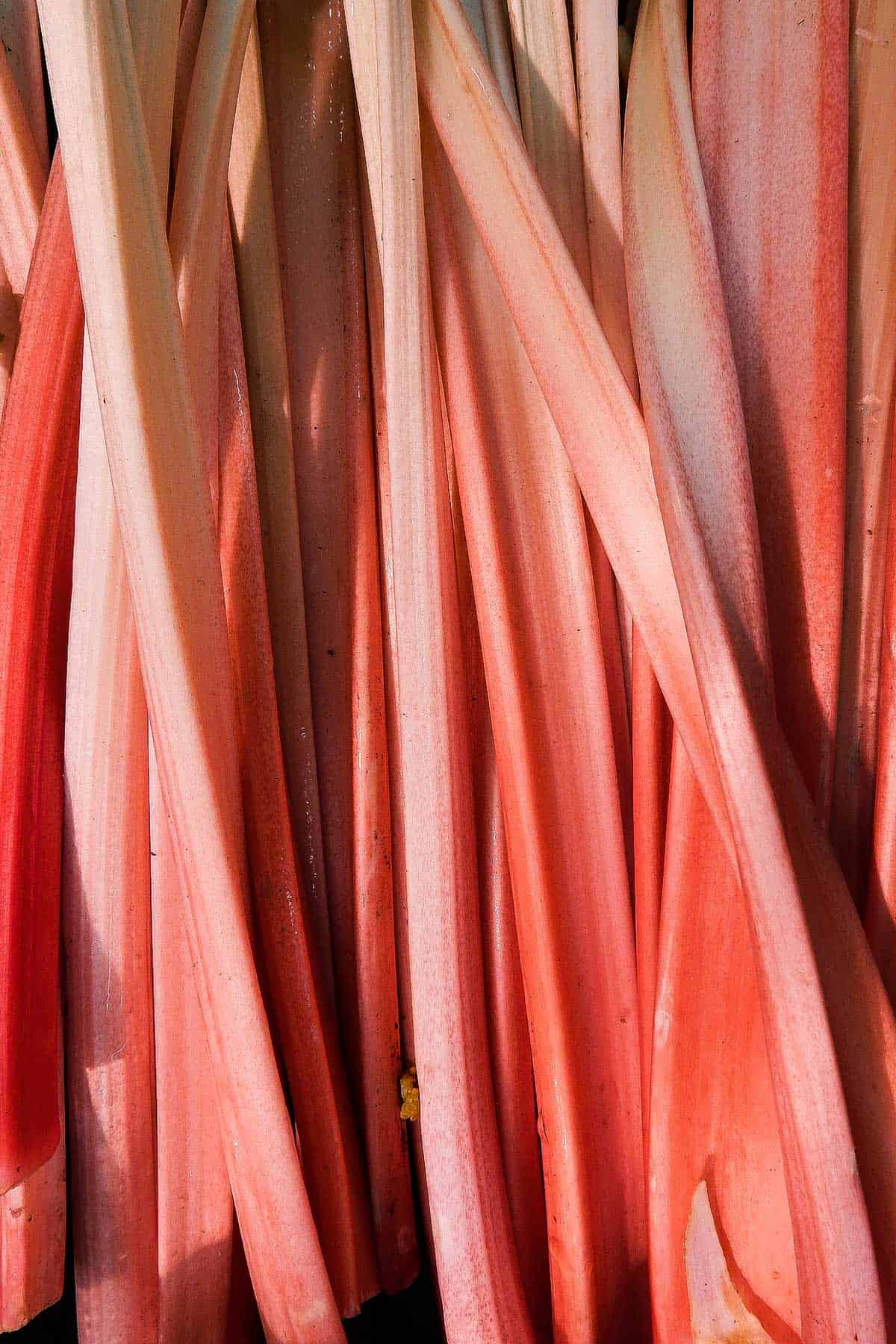 A bunch of rhubarb stalks from above.