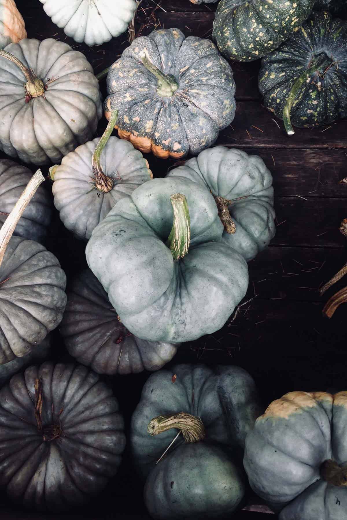 A couple varieties of black and gray pumpkins from above.