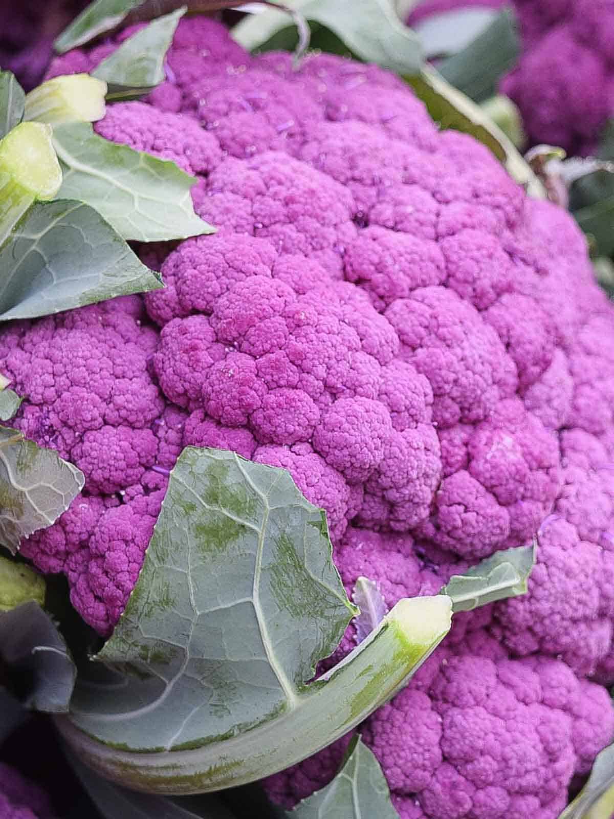 A large pink cauliflower for sale.