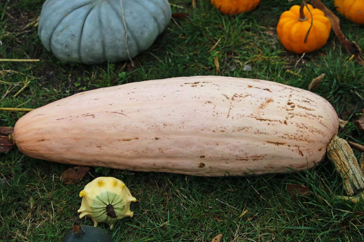 A pink banana squash on the ground.