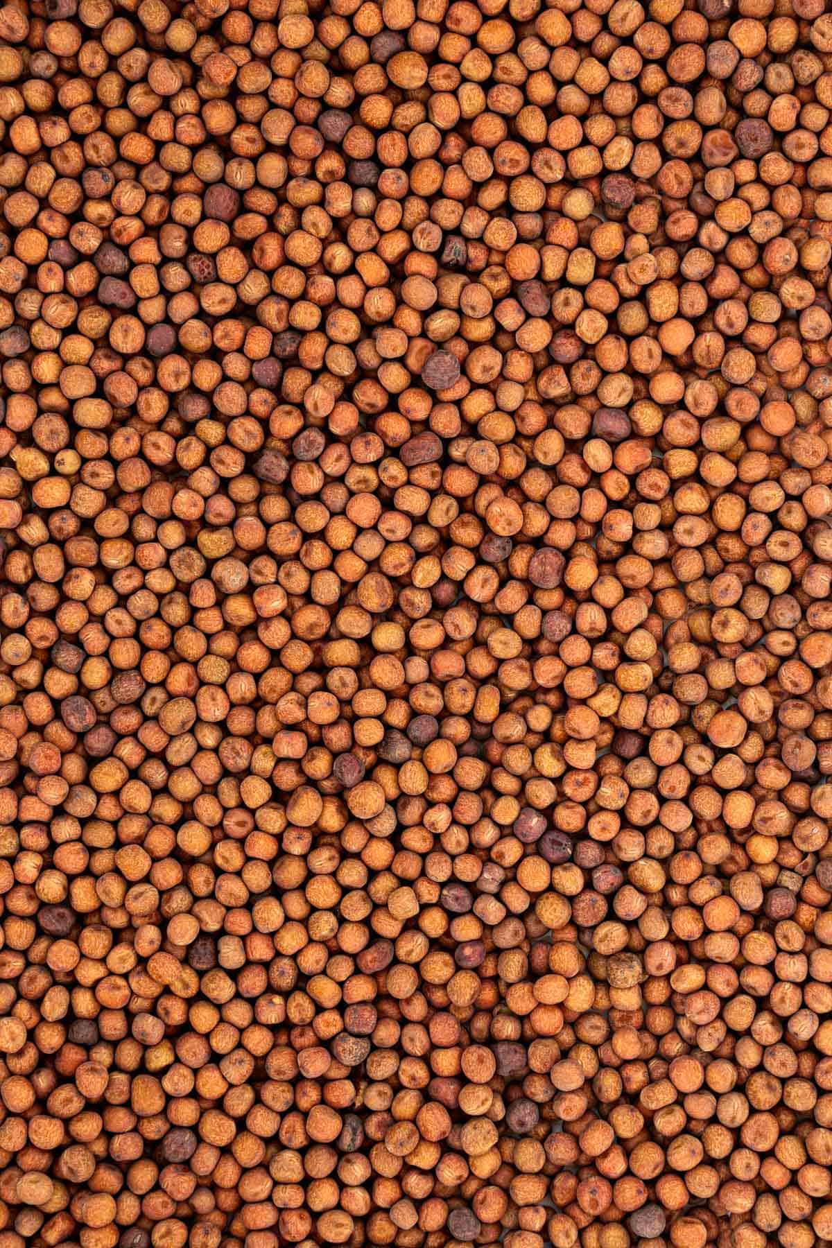 Black badger carlin peas close up.