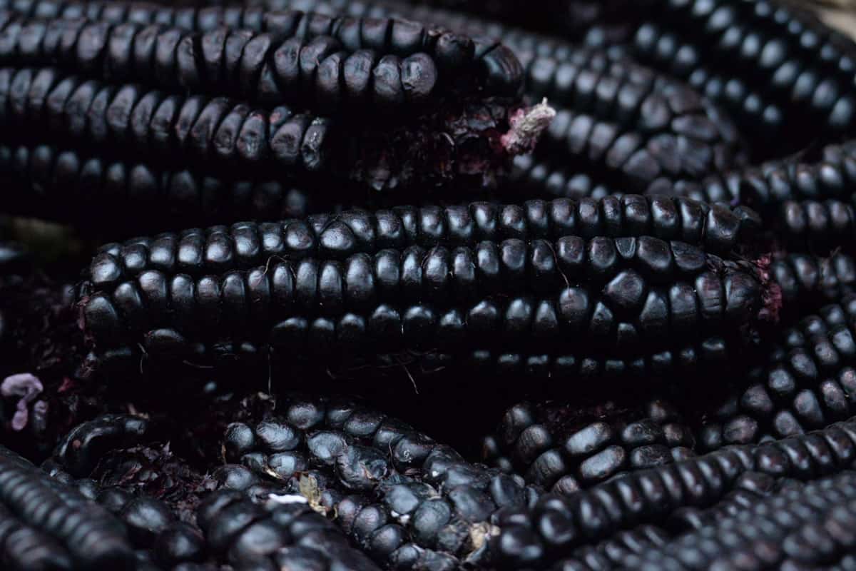 Black corn close up.