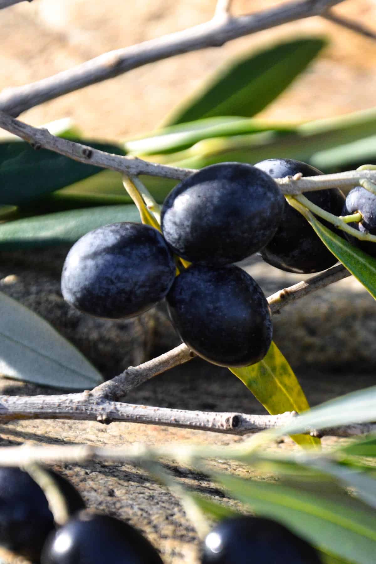 Black olives on the branch.