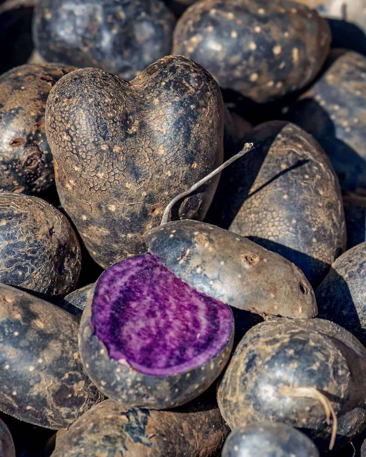 Black potatoes purple inside.