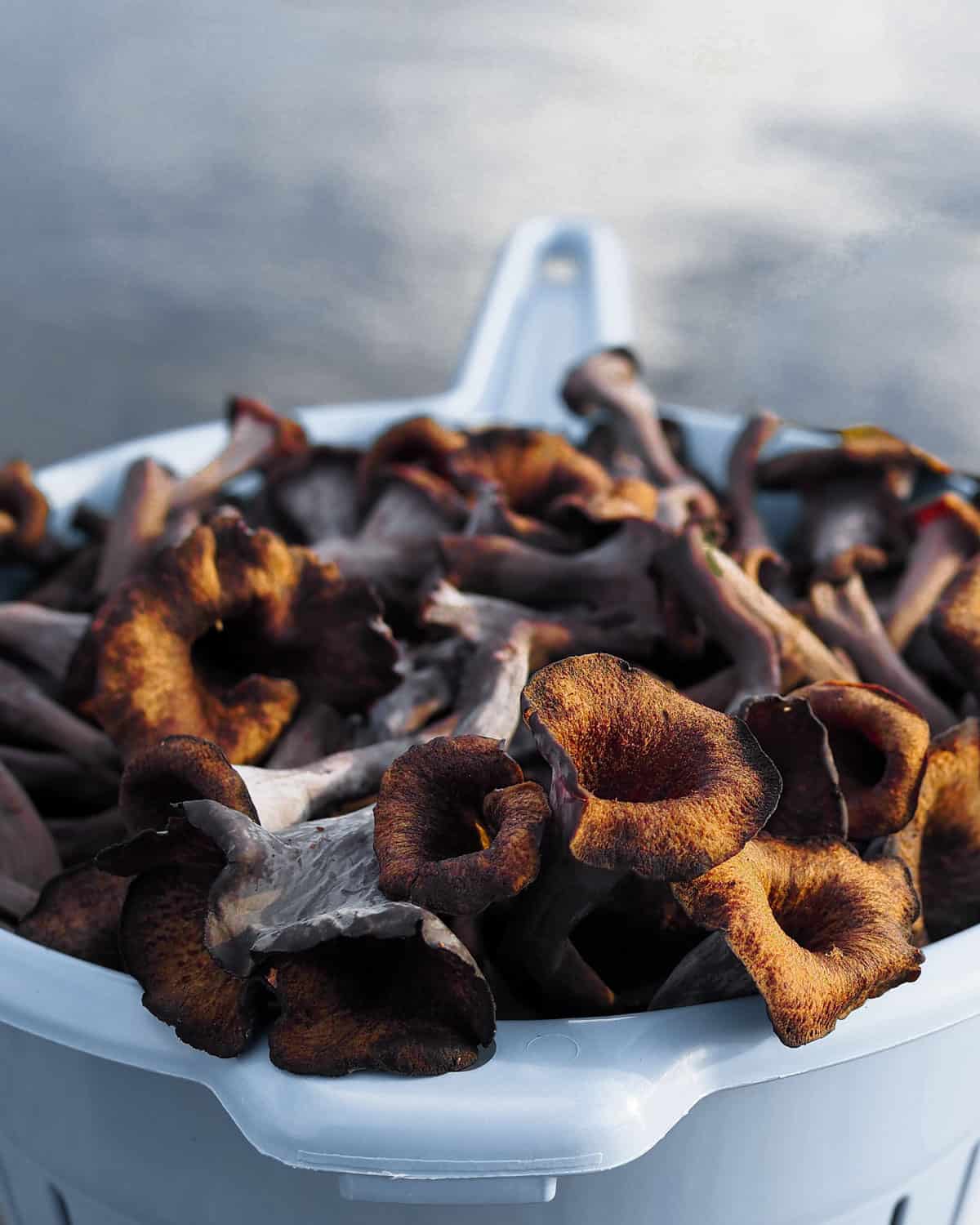 Black trumpet mushrooms on a colander.