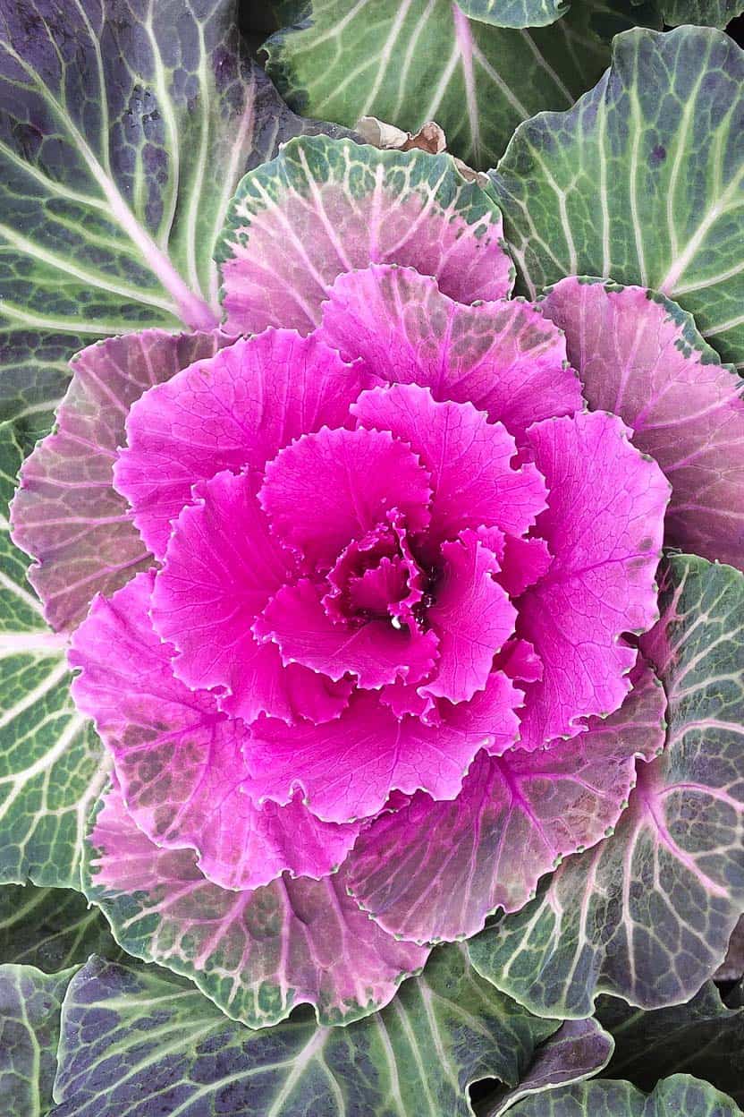 Pink ornamental cabbage from above.