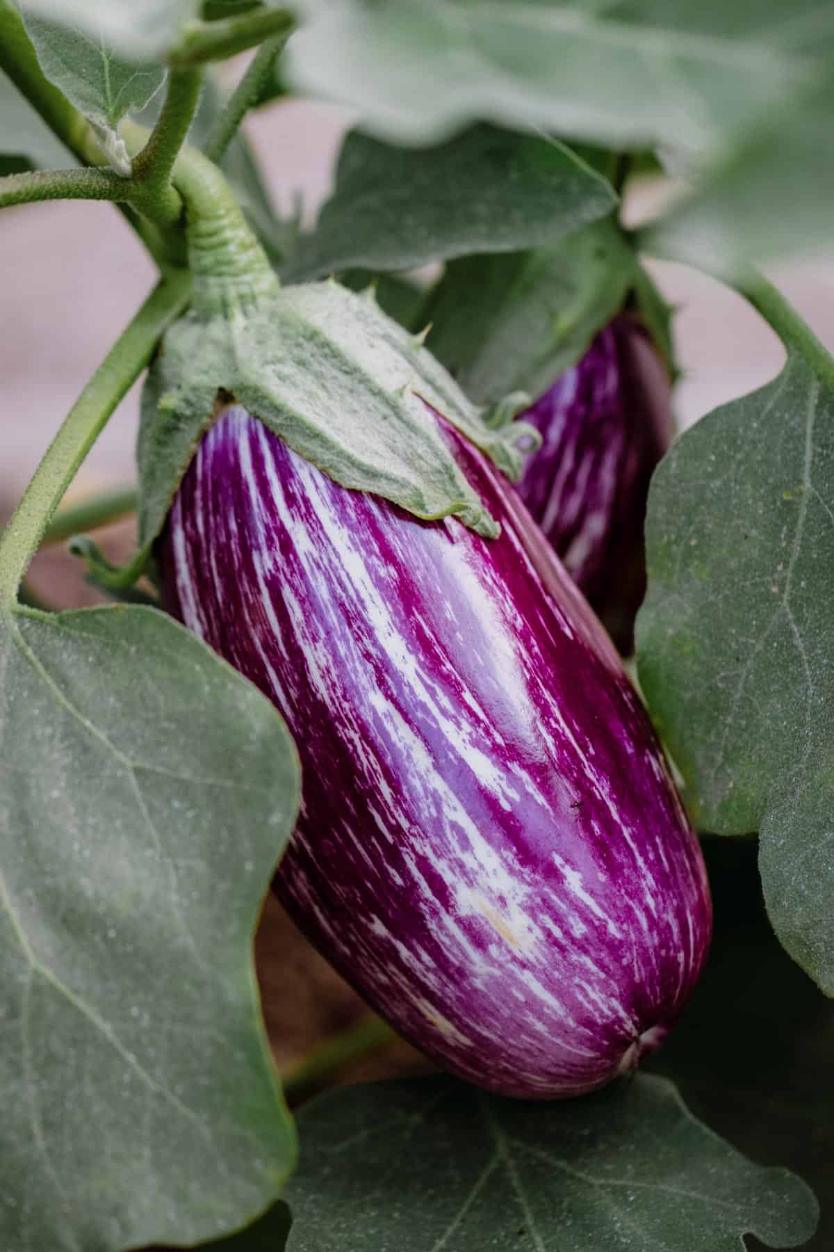 Pink graffiti eggplant plant.