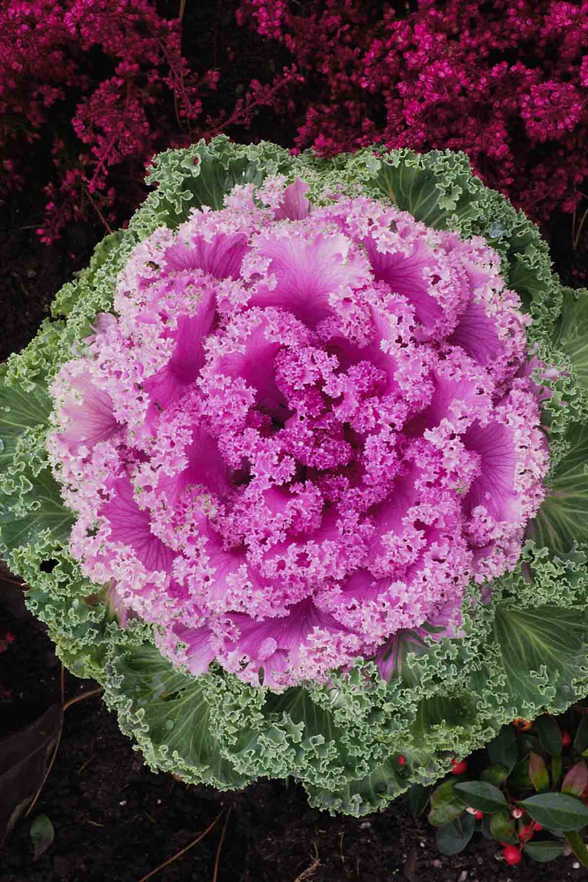 An ornamental pink kale plant from above.