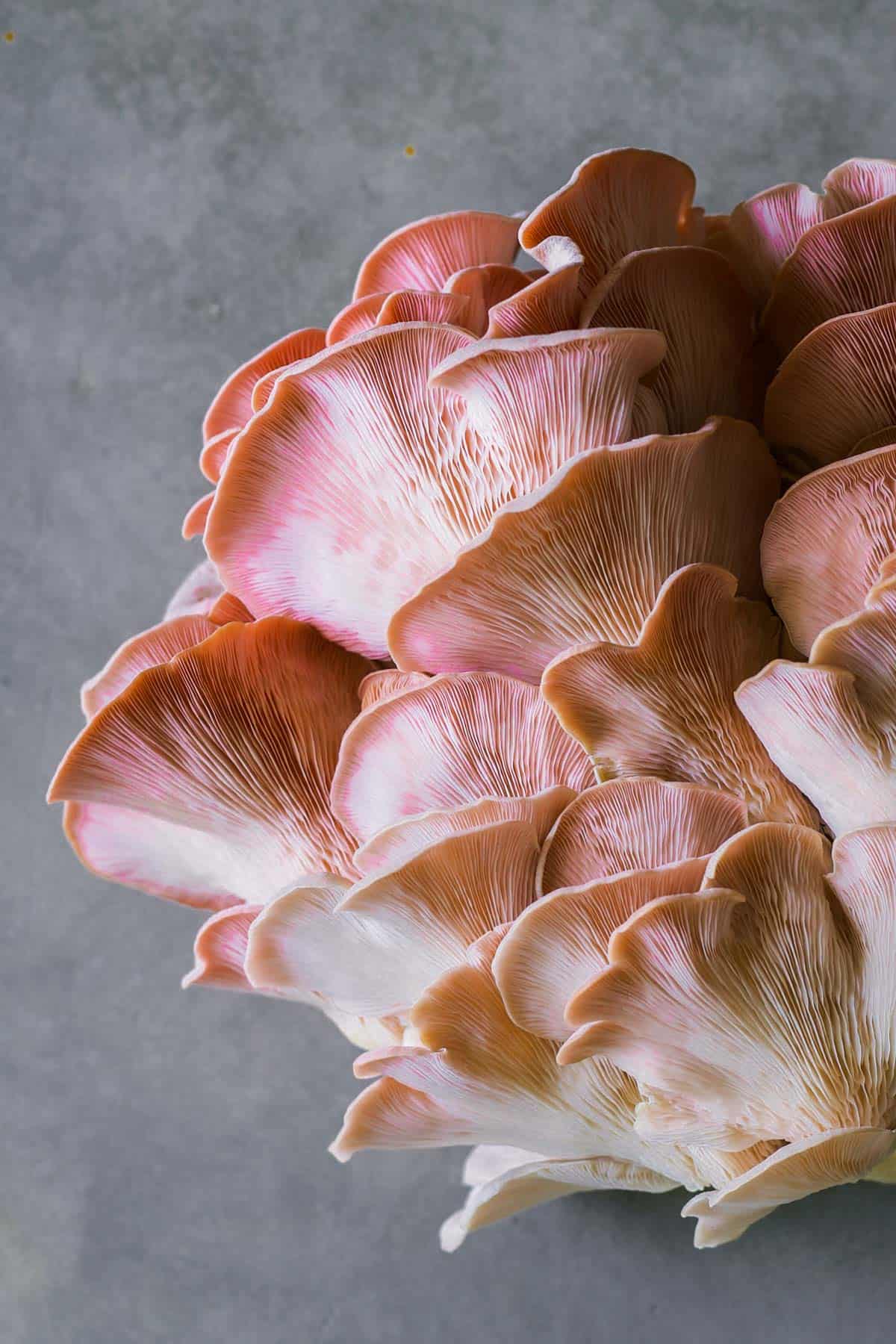 Pink oyster mushroom grey background.