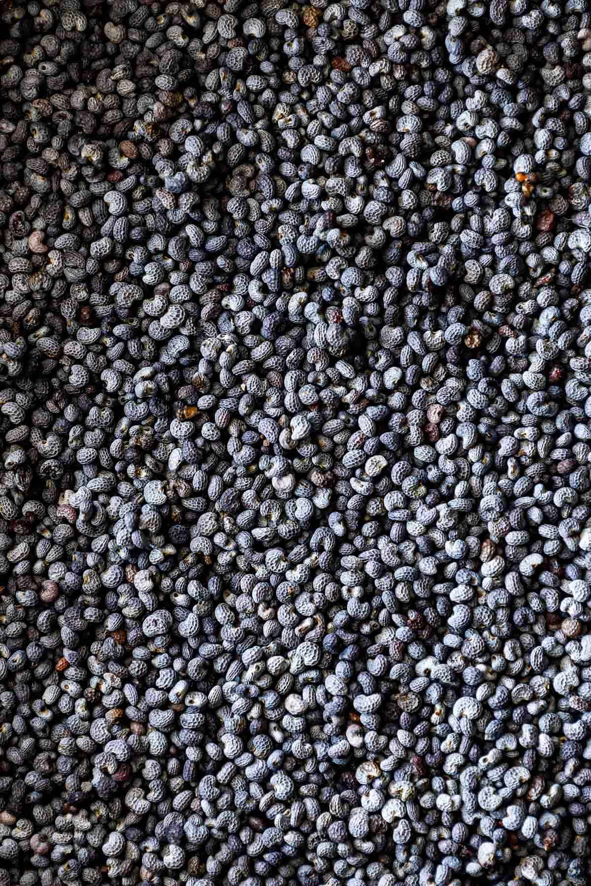 Macro shot of poppy seeds.