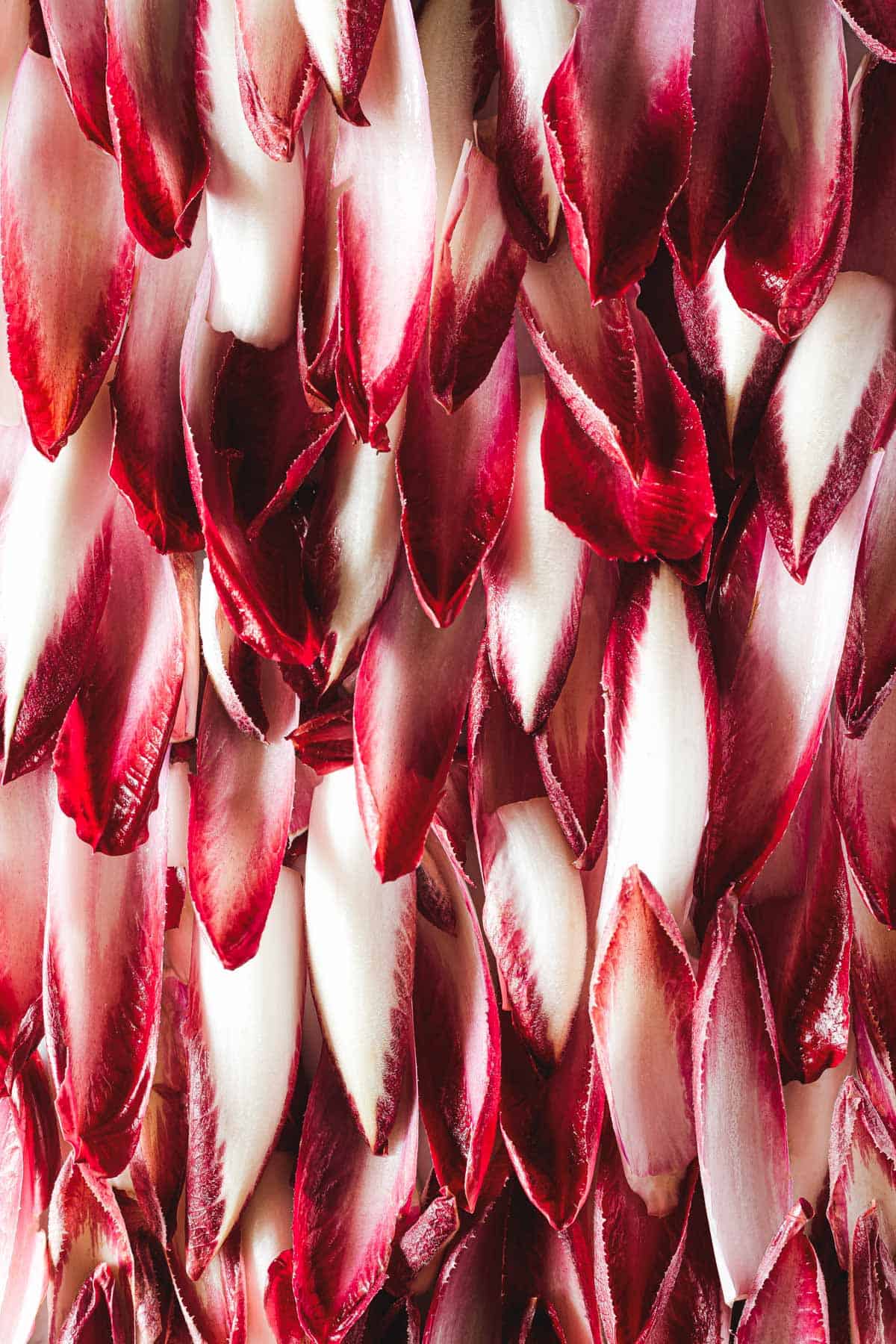 Radicchio treviso precoce on top of the other from above.