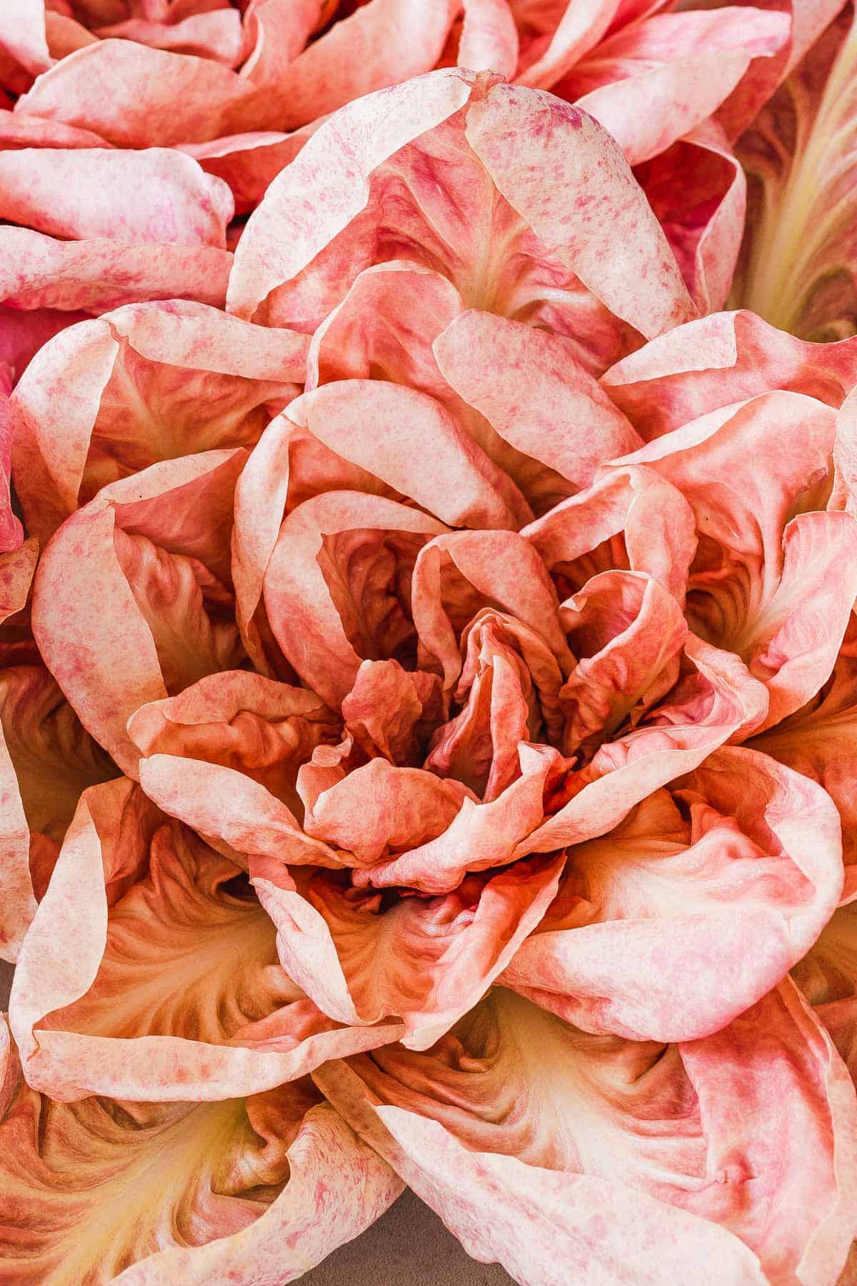 Rosa del veneto close up.