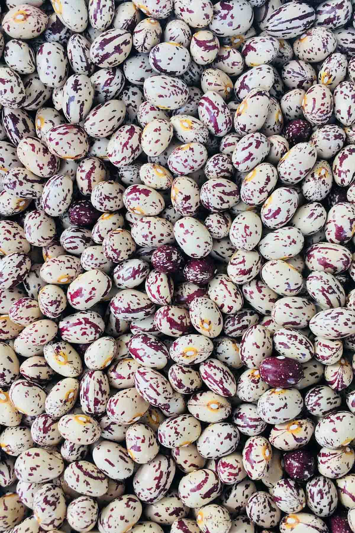 Sugar or borlotti or red-speckled or cranberry beans from above.