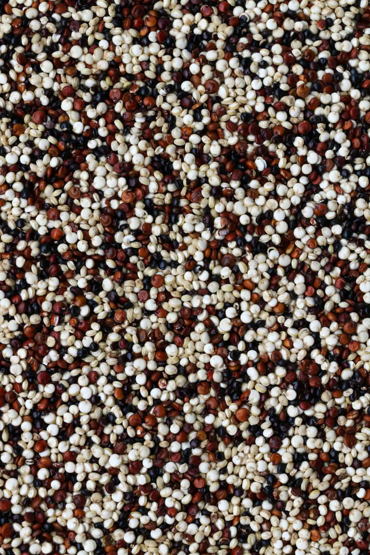 Three colored quinoa from above.