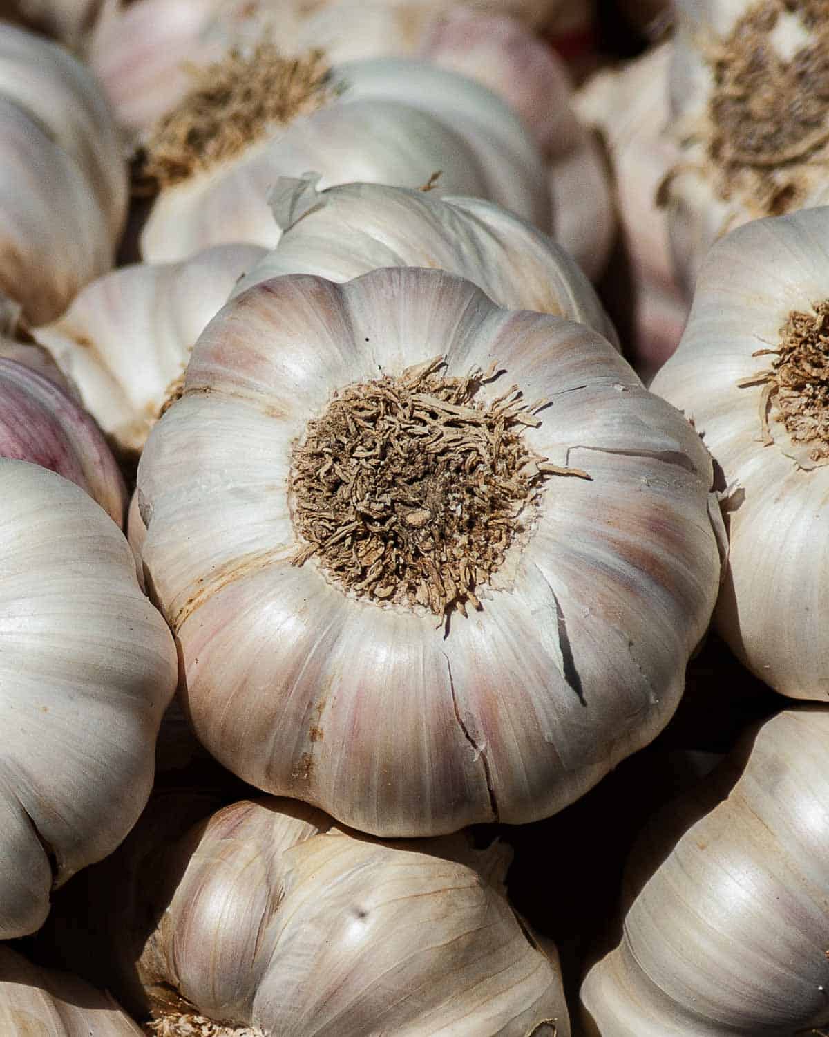 A bunch of garlic bulbs, showing the part underneath the bulbs.
