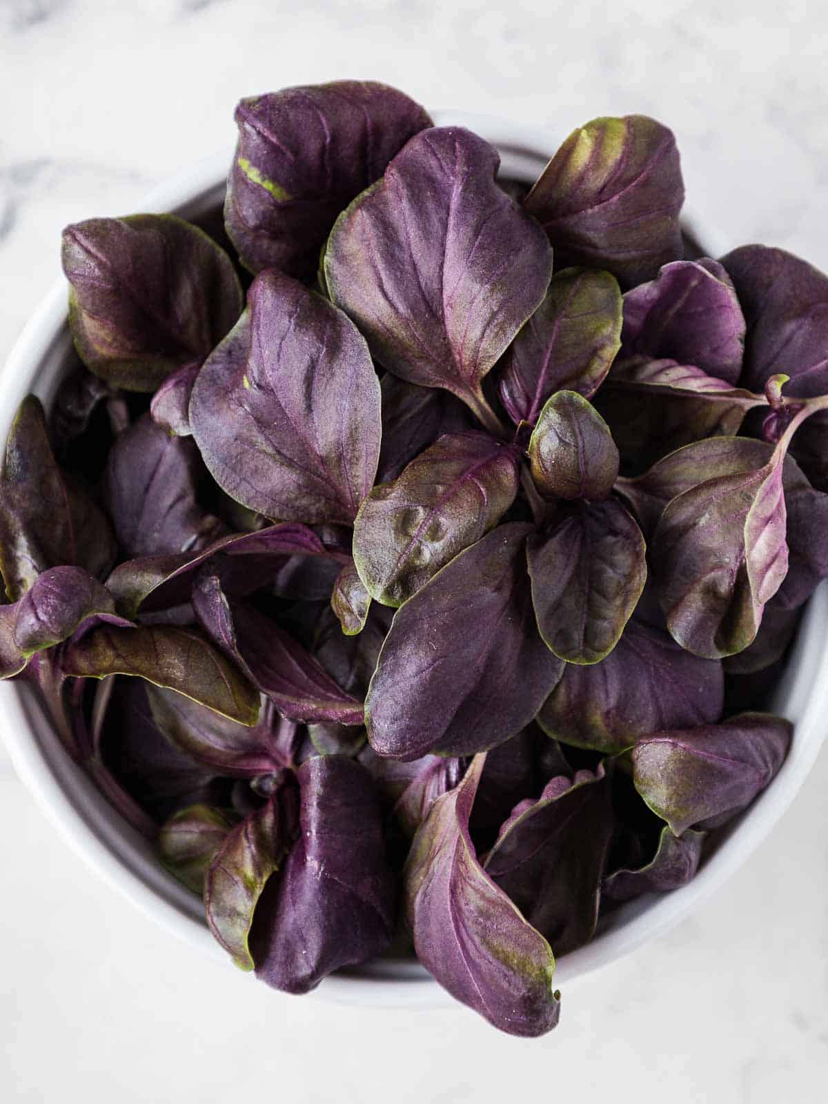 Purple basil leaves from a purple basil plant, taken from above.