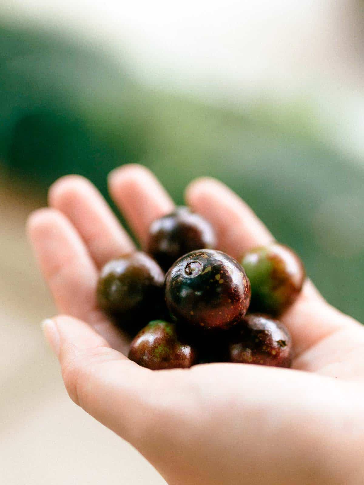 Someone holding a few black jabuticaba fruits on the left hand.